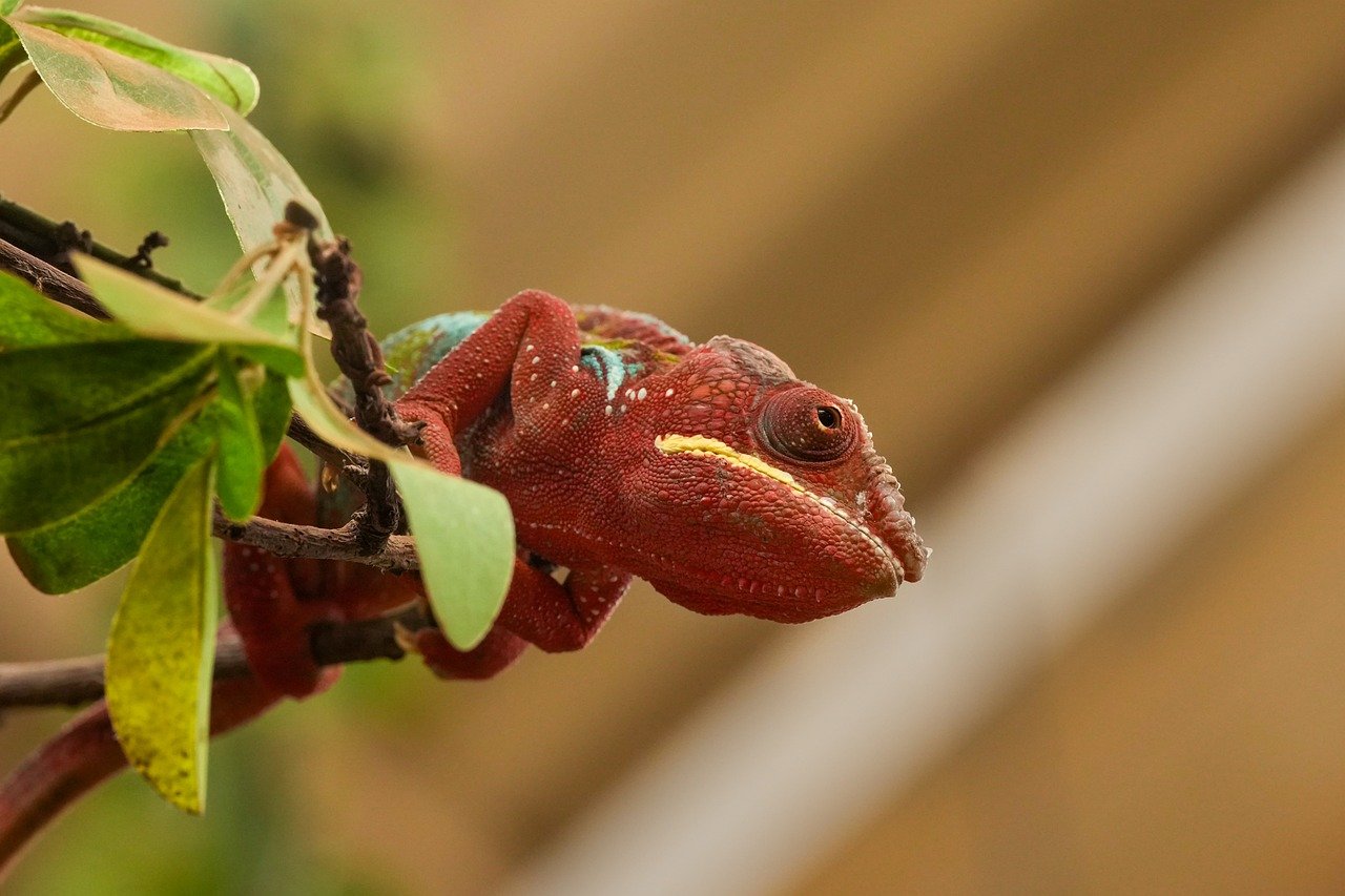 Visite des montagne de Man